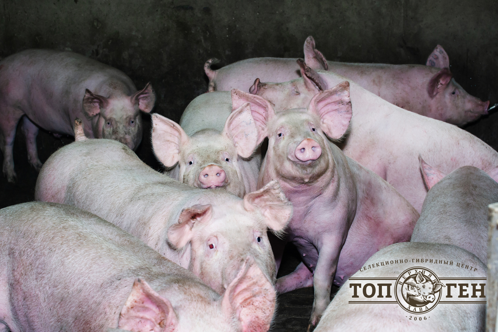 свиноводство