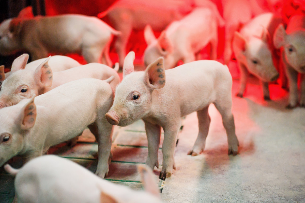 Поросята СГЦ