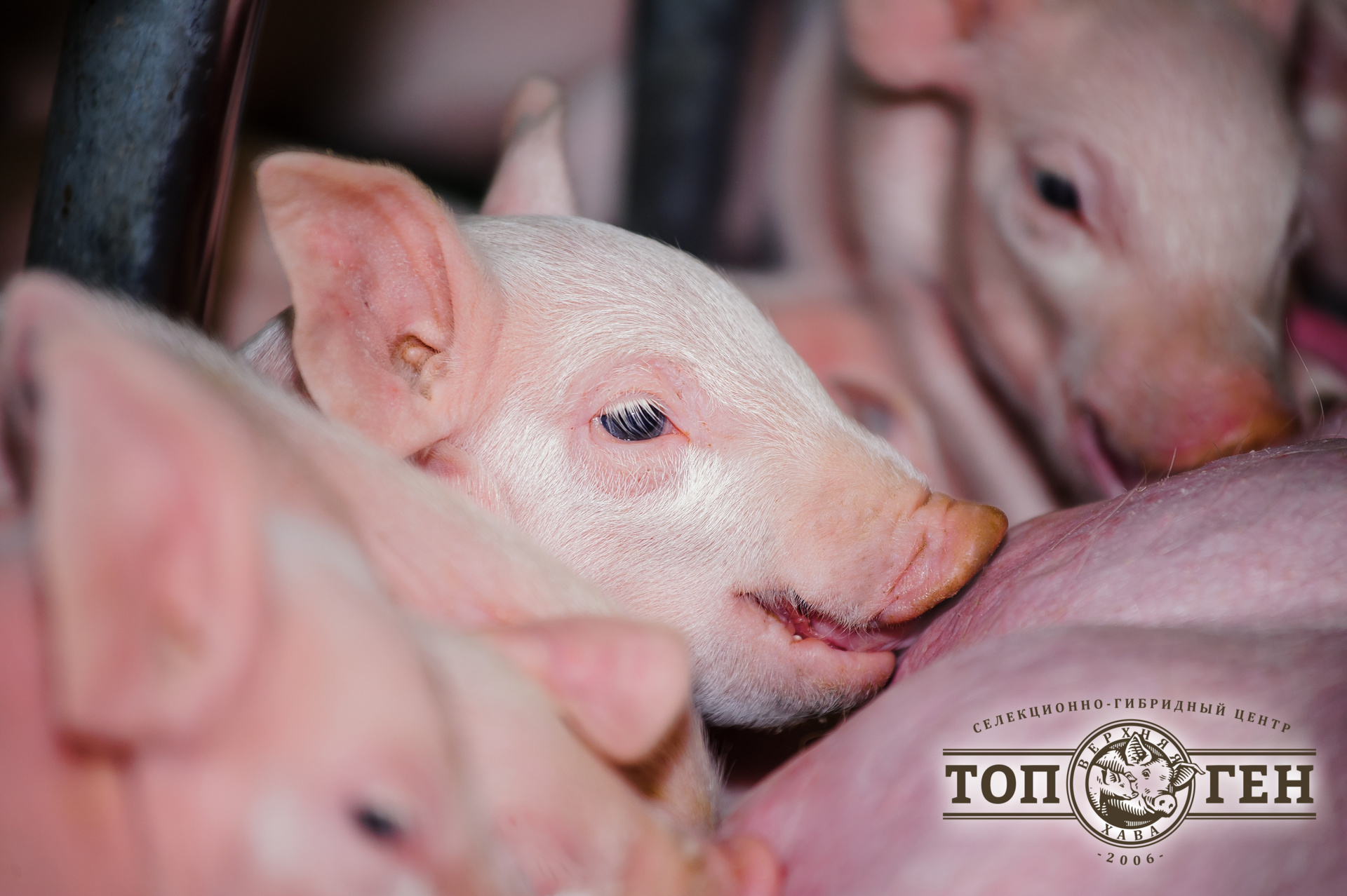 Поросята Топ Ген